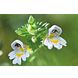 Weleda Ogentroost Oogdruppels Ampullen 20ST Weleda Ogentroost Oogdruppels Ampullen bloemetjes