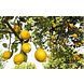 Weleda Zuiverende Room Spray Fresh 50ML Weleda Zuiverende Room Spray Fresh citroenen Weleda Zuiverende Room Spray Fresh 50ML Weleda Zuiverende Room Spray Fresh citroenen
