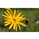 Weleda Arnica Zalf 25GR Weleda Arnica Zalf bloem