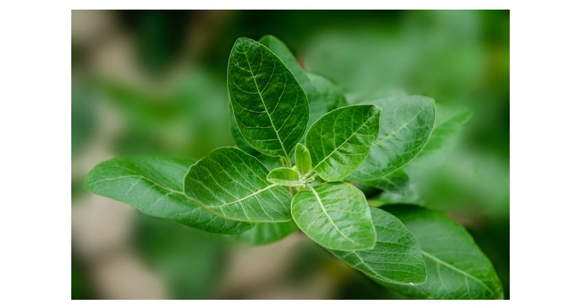 ashwagandha bladeren