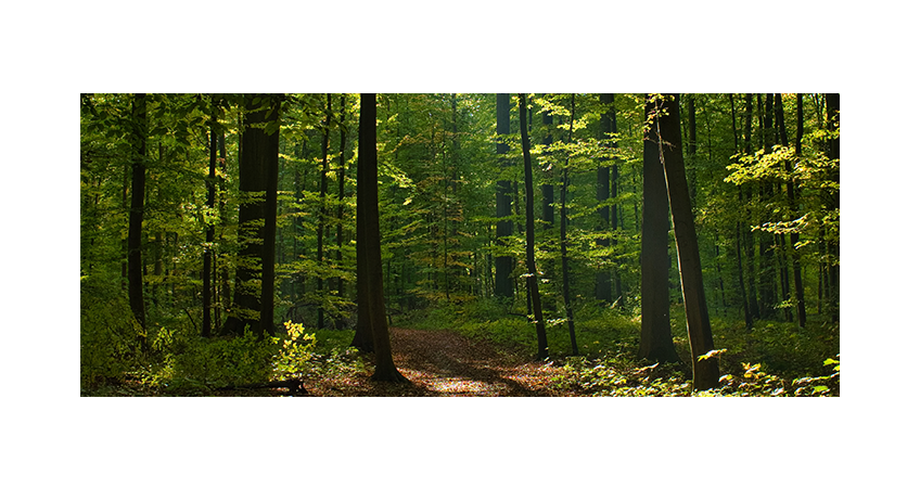 Een dicht bos met wandelpad