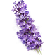 Kneipp Douche Relaxing Lavendel 75ML lavendel tak