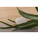 HappySoaps Aloevera Shavingbar 80GR aloe vera plant sfeerbeeld