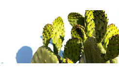 De vijgencactus