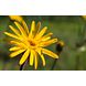Weleda Arnica Gel 25GR Weleda Arnica Gel bloem Weleda Arnica Gel 25GR Weleda Arnica Gel bloem