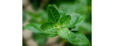 ashwagandha blad