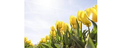 veld met tulpen