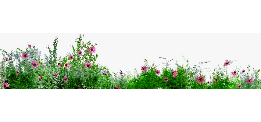 roze bloemen