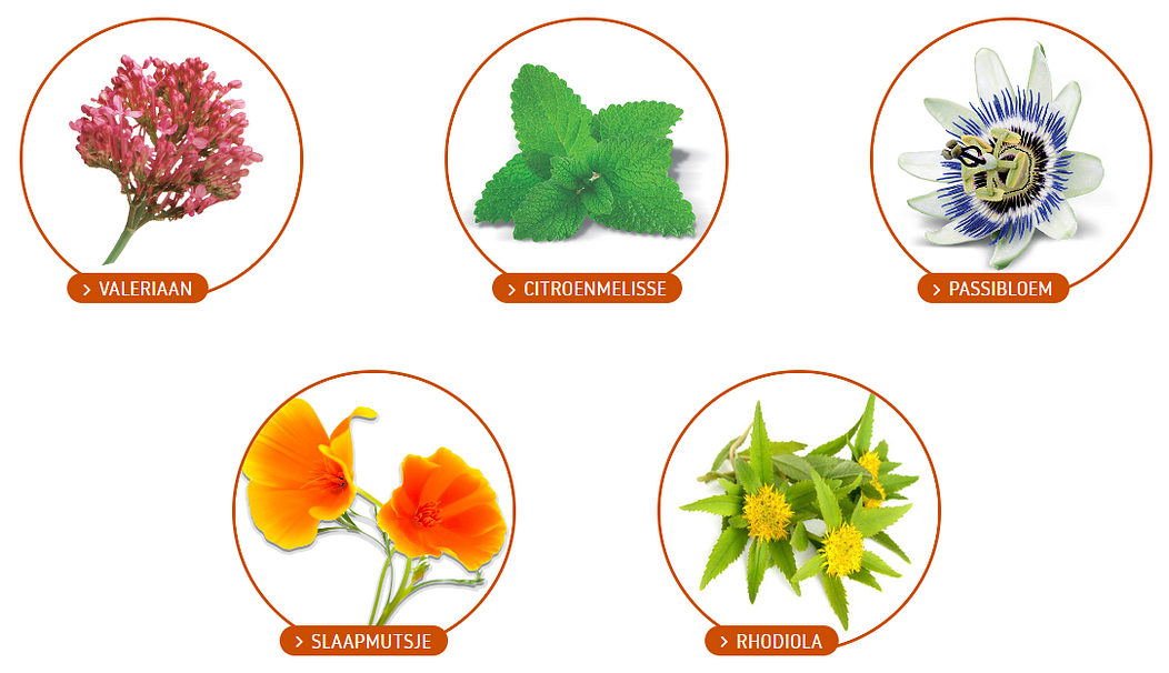 Afbeeldingen van valeriaan, citroenmelisse, passiebloem, slaapmutsje en rhodiola