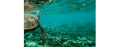 Schildpad zwemmend onder water in de zee