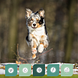 Synopet Dog Joint >10kg 200ML