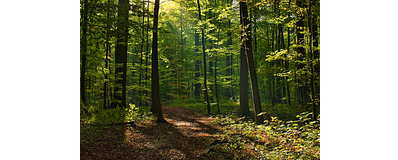 Een dicht bos met wandelpad