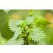 Weleda Urtica Zalf 25GR Weleda Urtica Zalf blaadje brandnetel Weleda Urtica Zalf 25GR Weleda Urtica Zalf blaadje brandnetel