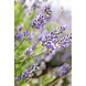 Weleda Lavendel Ontspanningsbad 200ML Weleda Lavendel Ontspanningsbad 200ml lavendel